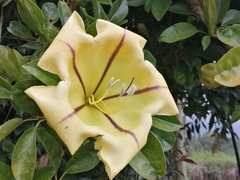 Solandra maxima