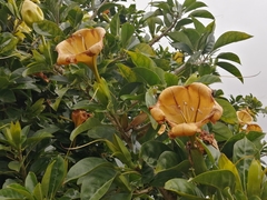 Solandra maxima