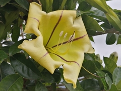 Solandra maxima