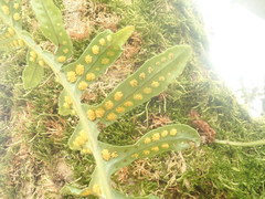Polypodium interjectum