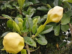 Solandra maxima