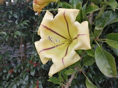 Solandra maxima