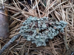 Imshaugia placorodia