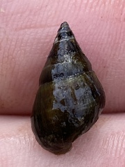 Elimia modesta