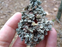 Imshaugia placorodia