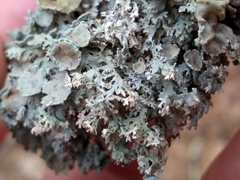 Imshaugia placorodia