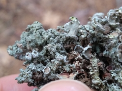 Imshaugia placorodia