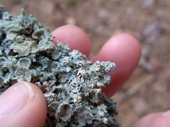 Imshaugia placorodia