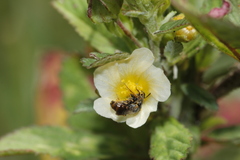 Rhophitulus anomalus