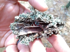 Imshaugia placorodia