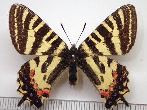 Princess Gifu Butterfly