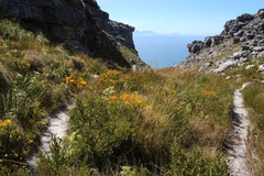 Cyclopia genistoides