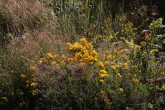 Cyclopia genistoides