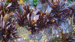 Mazzaella laminarioides