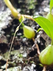 Bulbophyllum exiguum