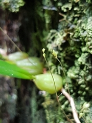 Bulbophyllum exiguum