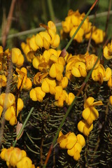 Cyclopia genistoides