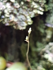 Bulbophyllum exiguum