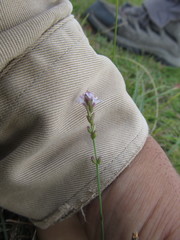 Verbena montevidensis