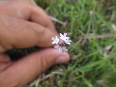 Verbena montevidensis