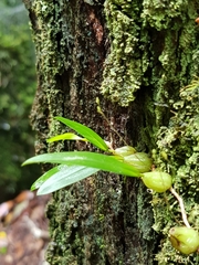 Bulbophyllum exiguum