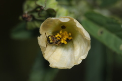Rhophitulus anomalus