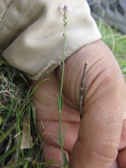 Verbena montevidensis