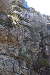 Helichrysum fruticans