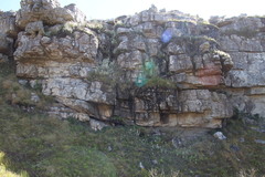 Helichrysum fruticans