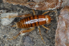 Phrixocnemis truculentus
