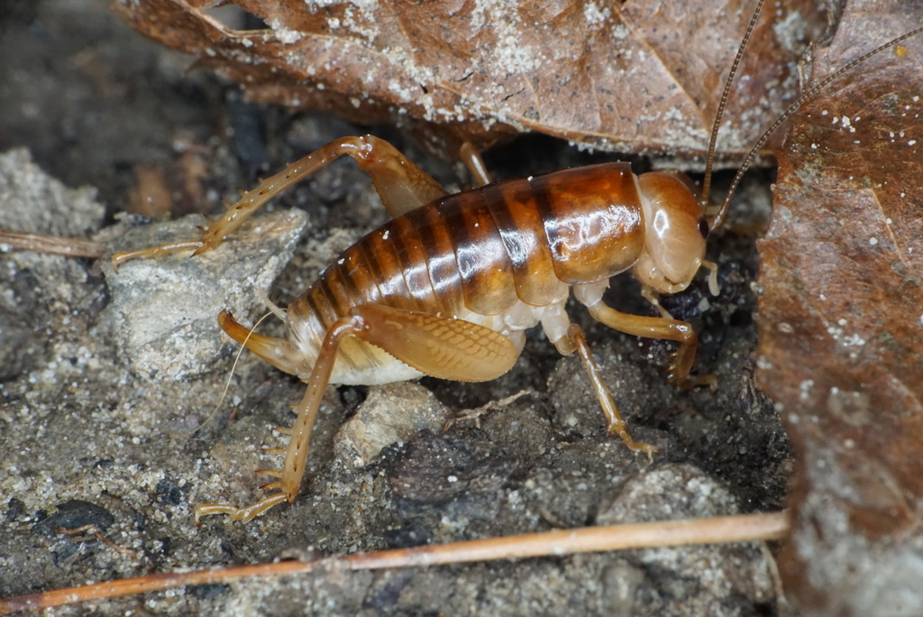 Truculent Camel Cricket