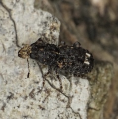 Goniocloeus bimaculatus