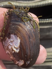 Leaunio umbrans