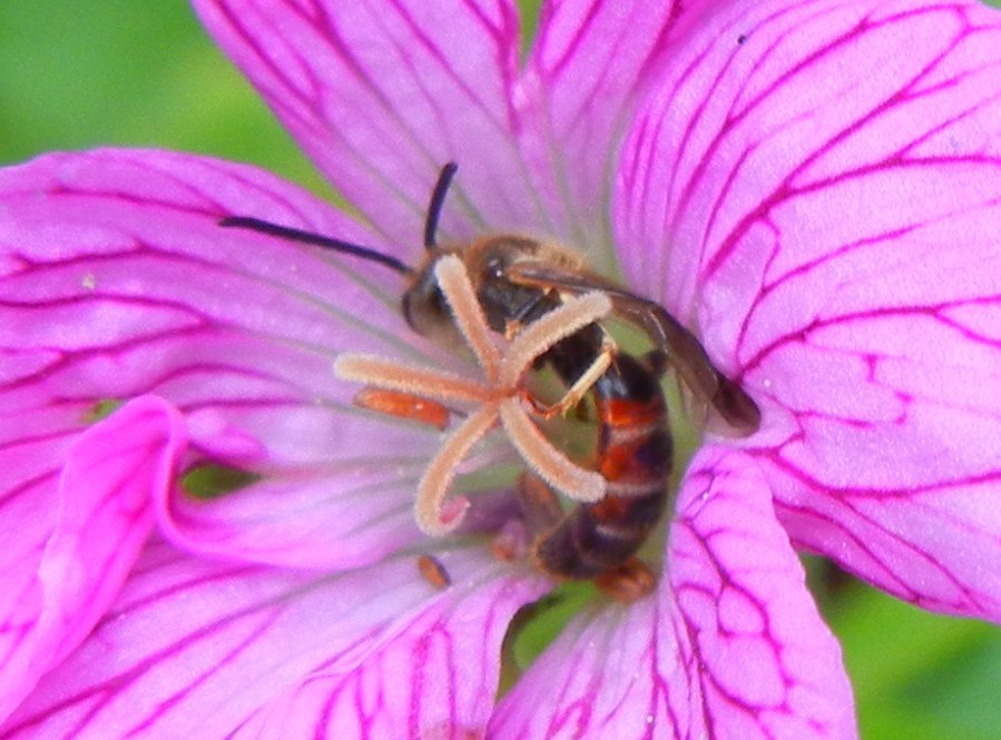 Bloomed Furrow Bee