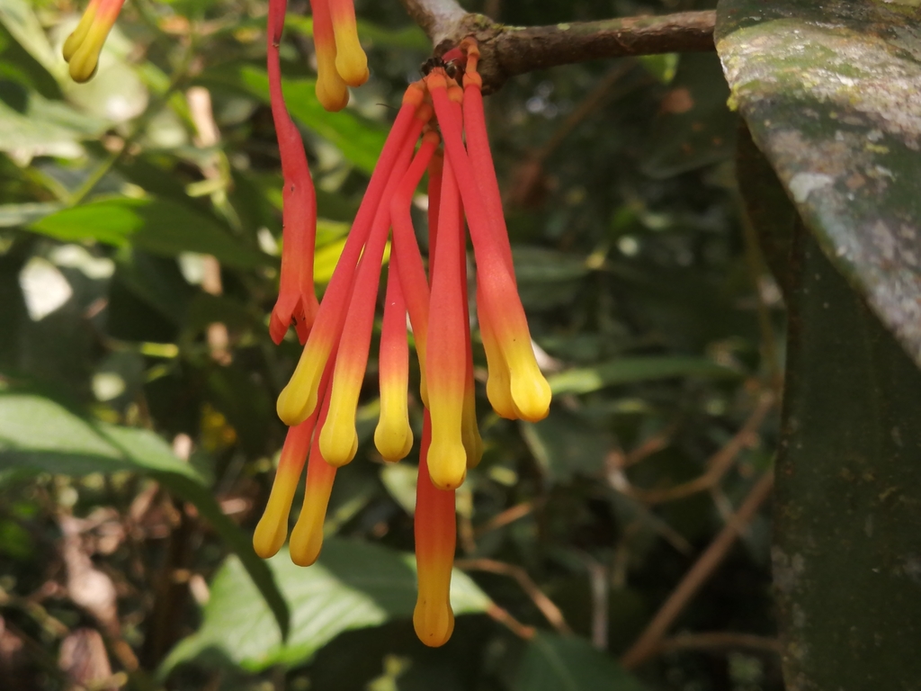 Psittacanthus crassicostatus