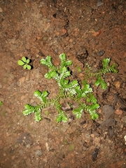 Selaginella flexuosa