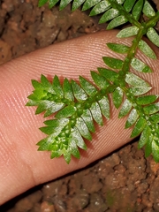 Selaginella flexuosa