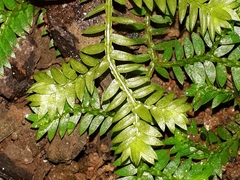 Selaginella flexuosa