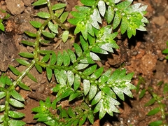 Selaginella flexuosa