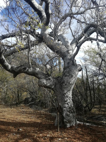 cimarron plum