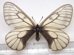 Parnassius glacialis