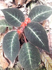 Corytoplectus