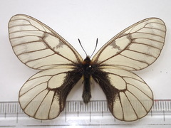 Parnassius glacialis