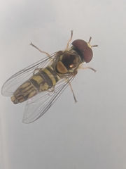 Allograpta obliqua