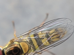 Allograpta obliqua