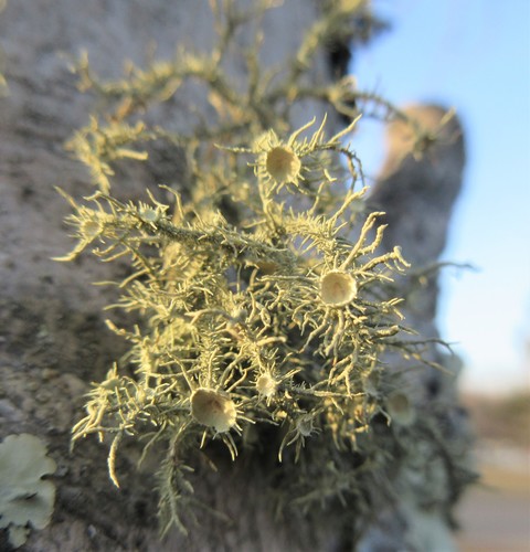 Bushy beard lichen