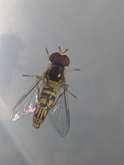 Allograpta obliqua