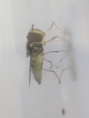 Allograpta obliqua