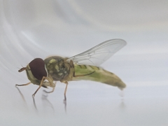 Allograpta obliqua
