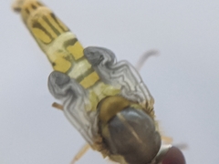 Allograpta obliqua